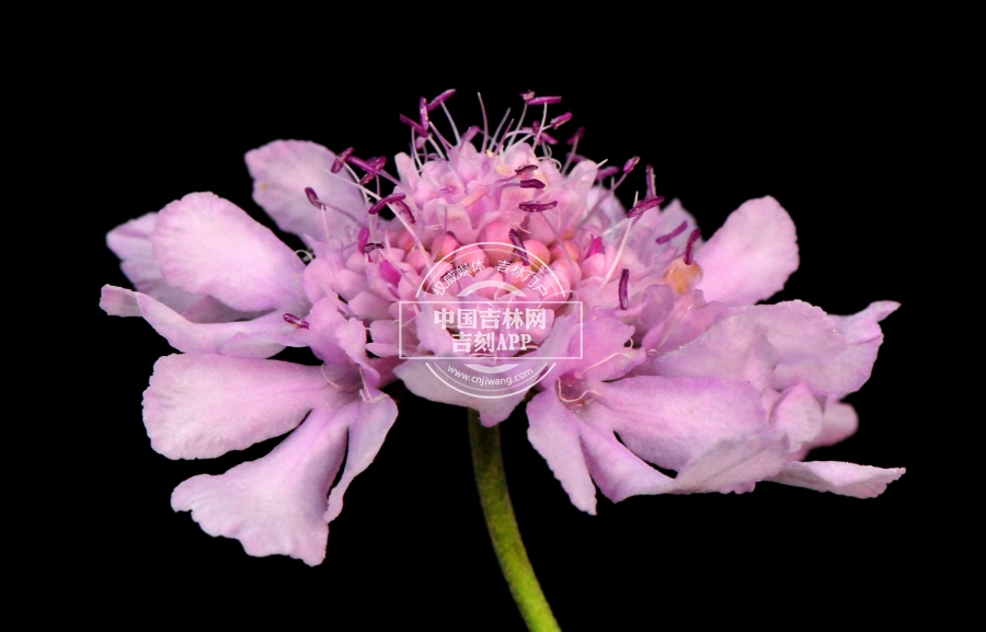 华北蓝盆花花序（浅粉色）.jpg