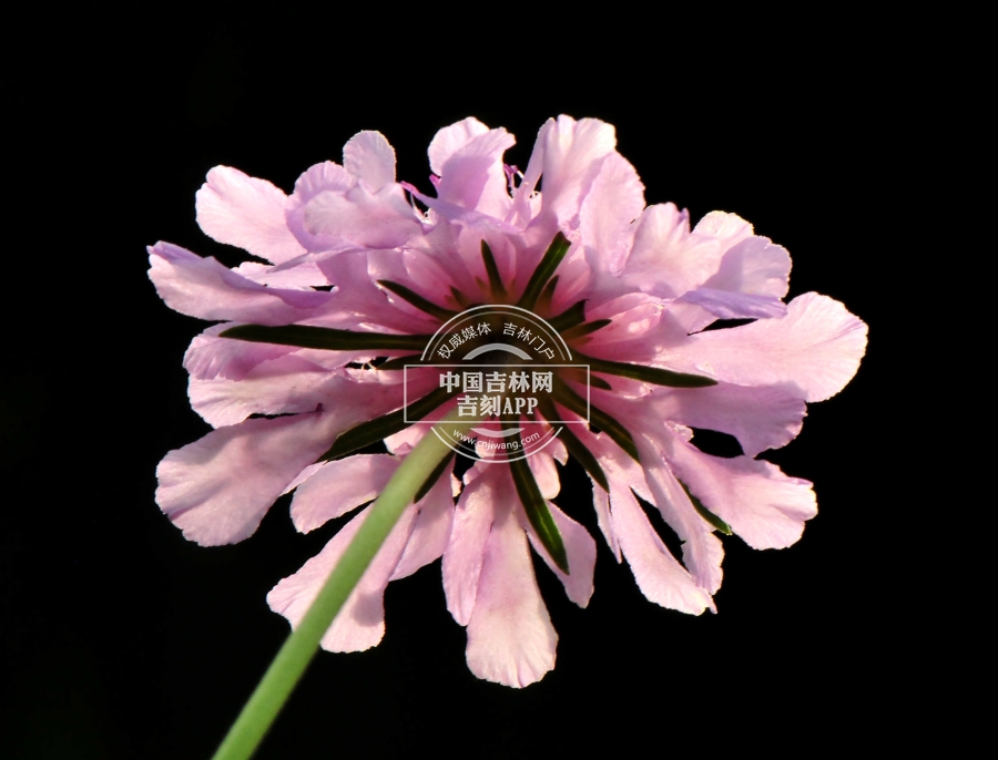 华北蓝盆花花序（背）.jpg