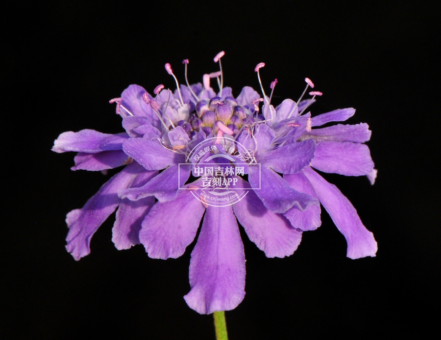 华北蓝盆花花序（紫色）.jpg