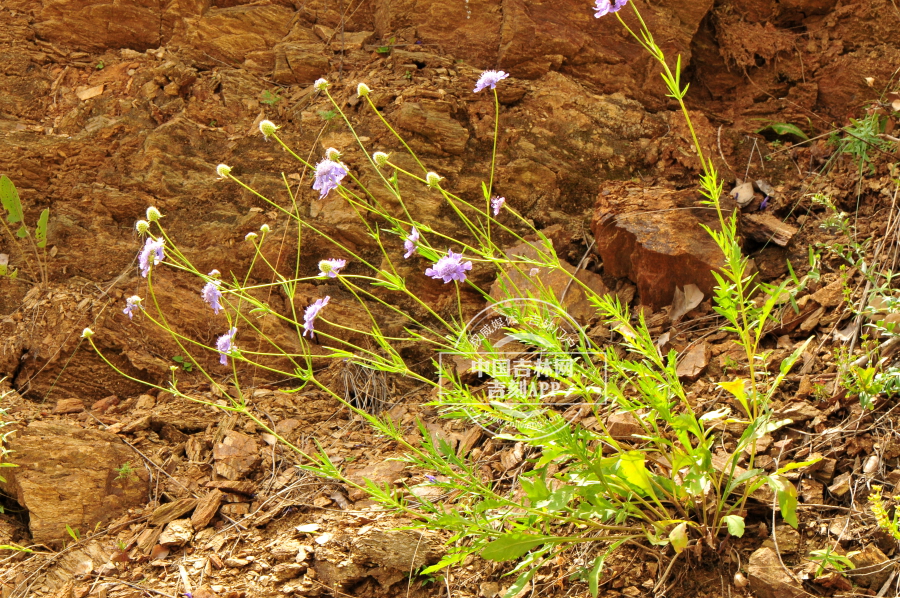 华北蓝盆花植株 .jpg