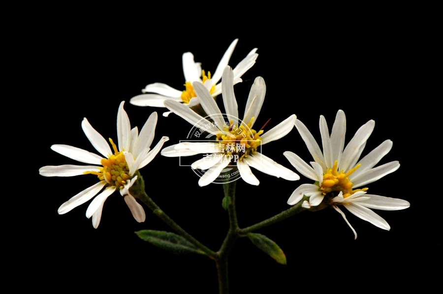 三脉紫菀花序（白色）.jpg