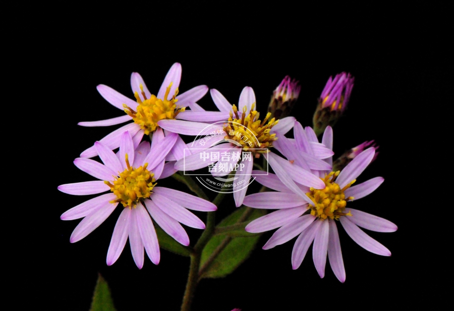 三脉紫菀花序（粉色）.jpg