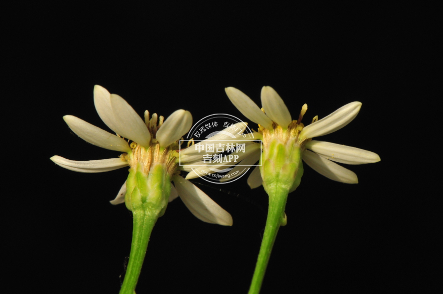 东风菜花序（侧）.jpg