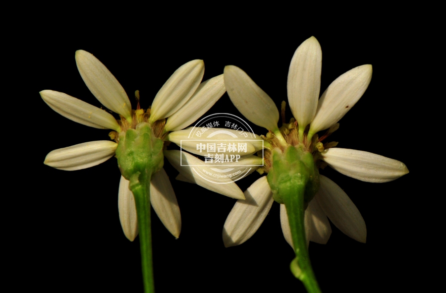东风菜花序（背）.jpg