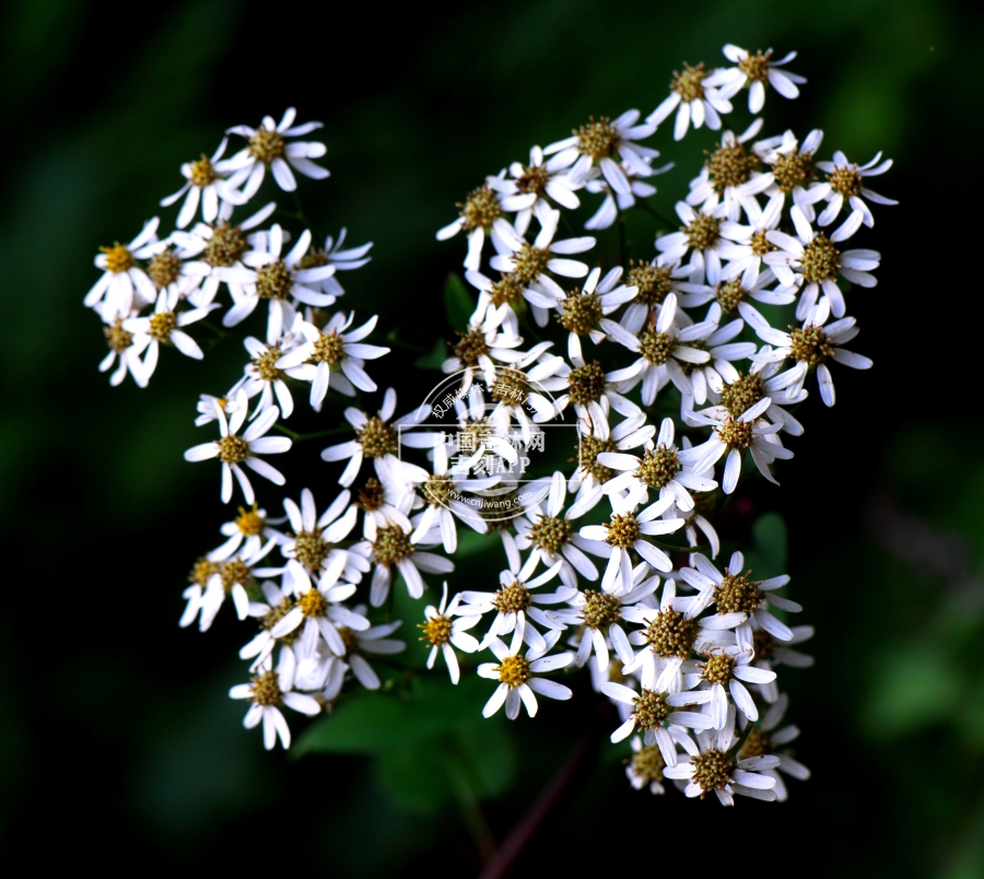 东风菜总花序.JPG