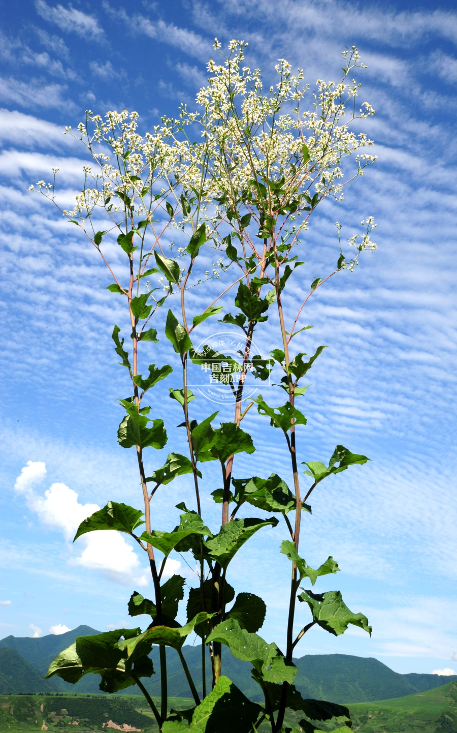 东风菜植株.jpg