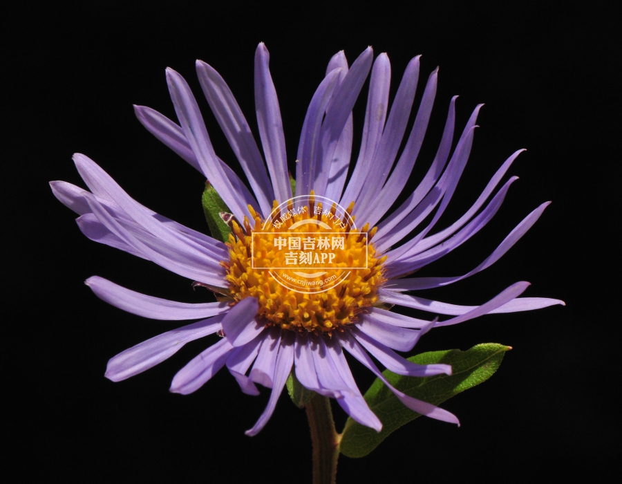 圆苞紫菀花序（管状花橙黄色）.jpg