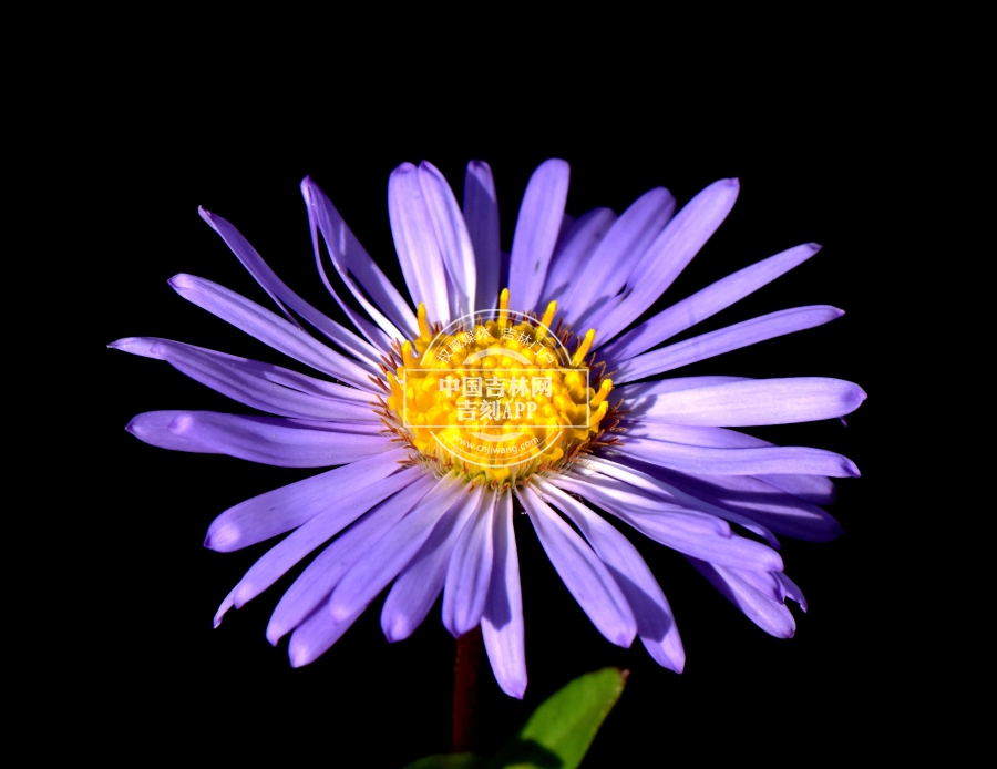 圆苞紫菀花序（管状花鹅黄色）.JPG