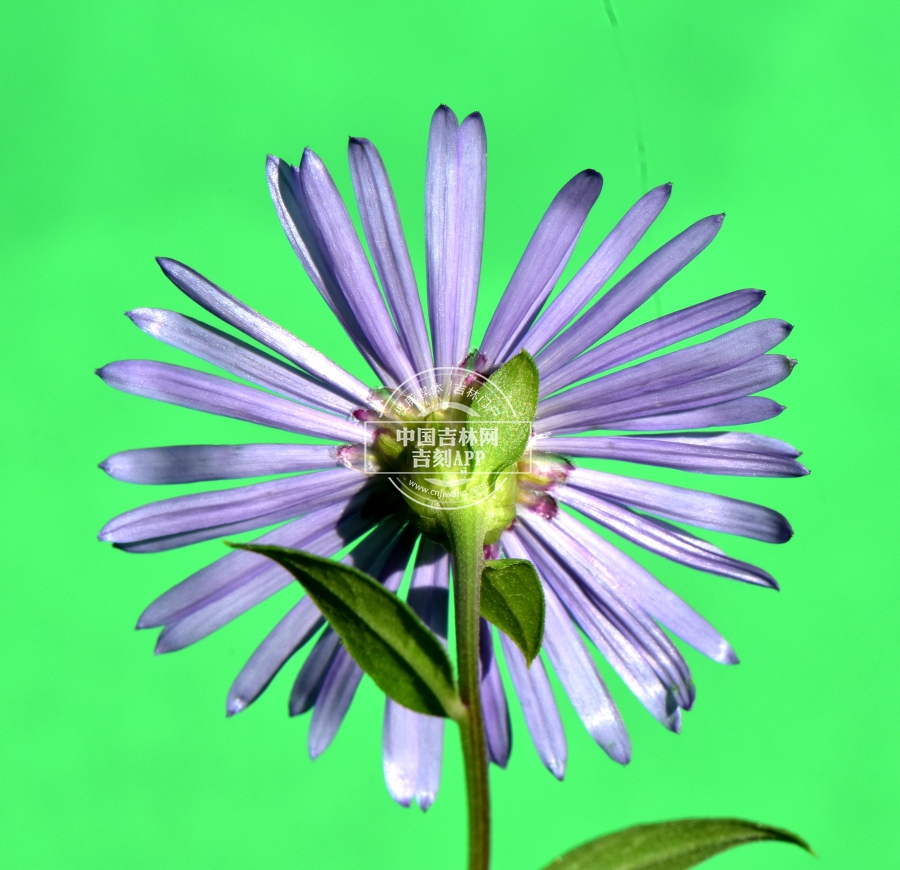 圆苞紫菀花序（背）.JPG