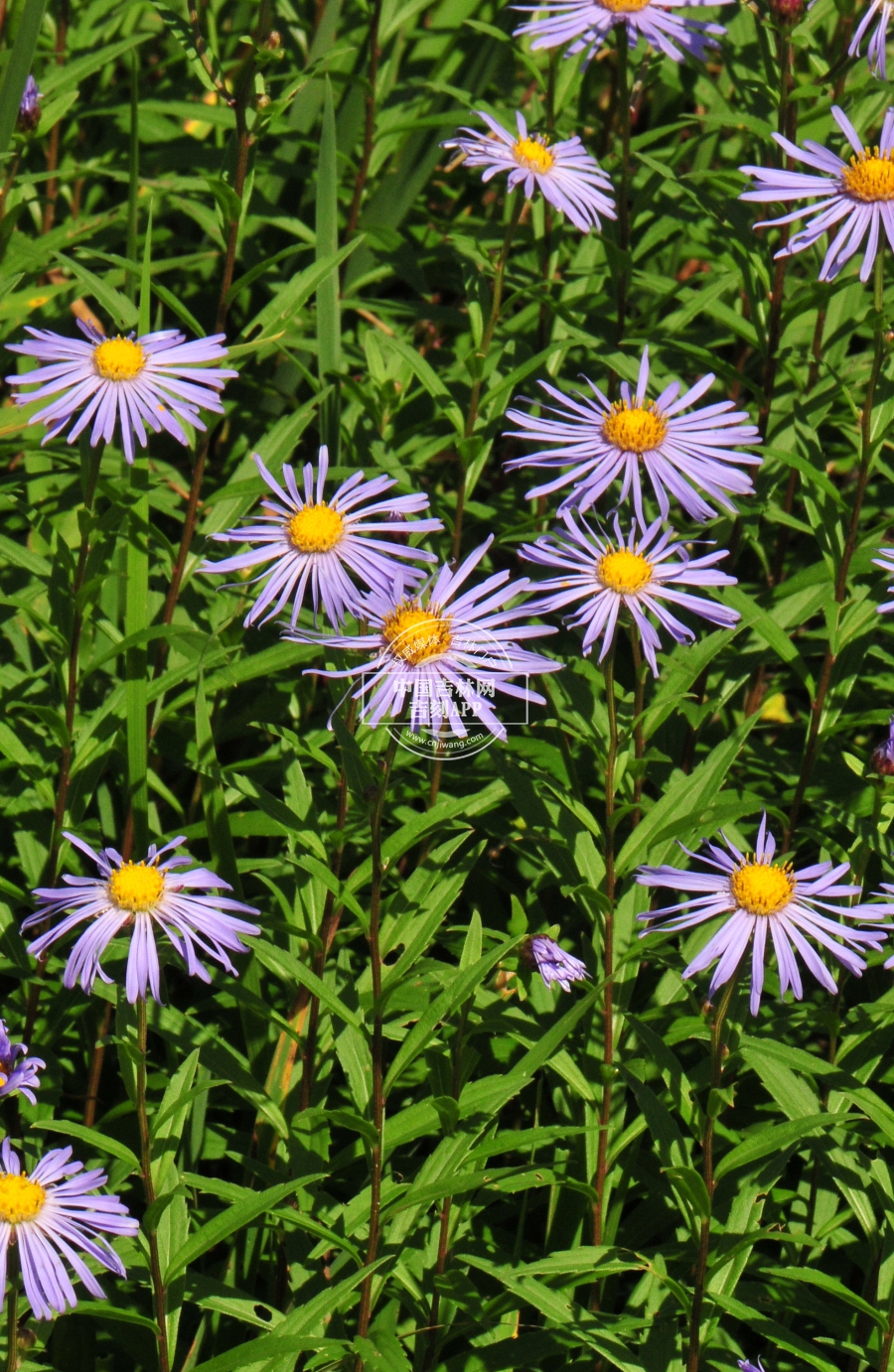 圆苞紫菀植株.jpg