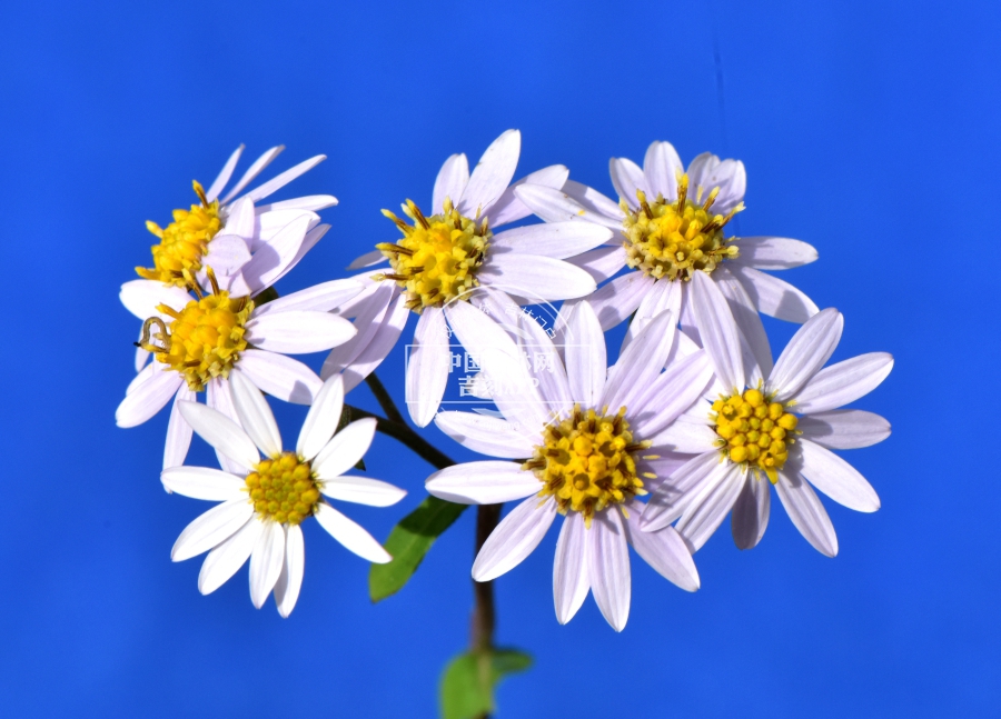 三脉紫菀花序（浅粉色）.JPG