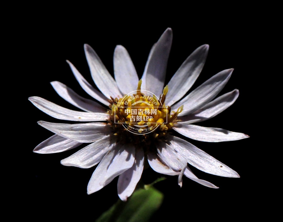 三脉紫菀花序（多瓣）.jpg