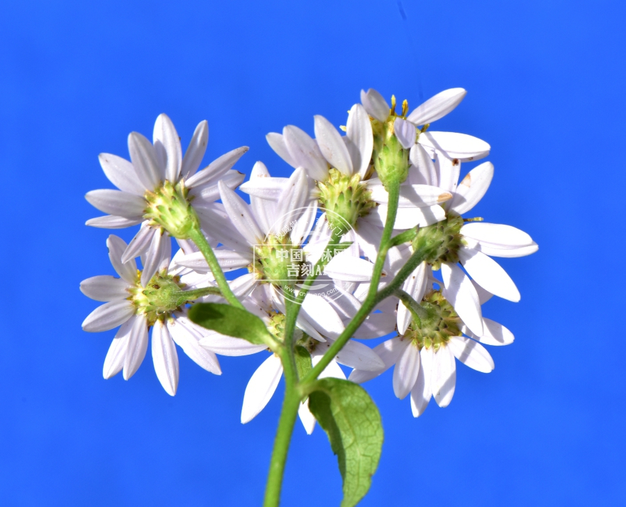 三脉紫菀花序（背）.JPG