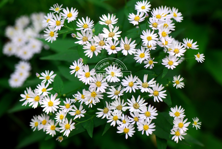 三脉紫菀植株.JPG