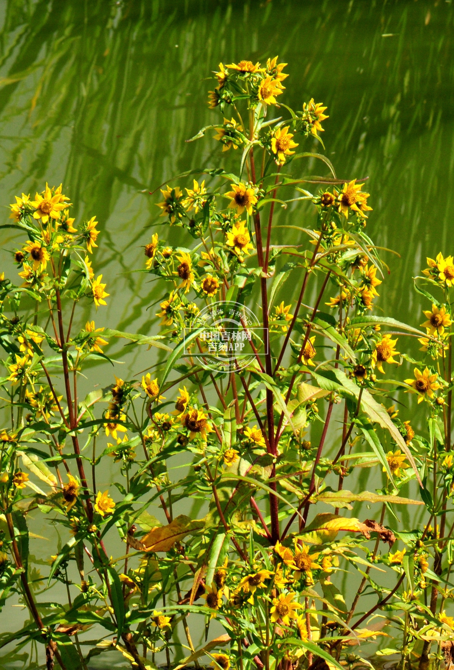 柳叶鬼针草植株.jpg