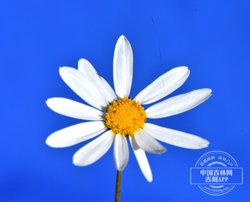 小滨菊花序_副本.jpg
