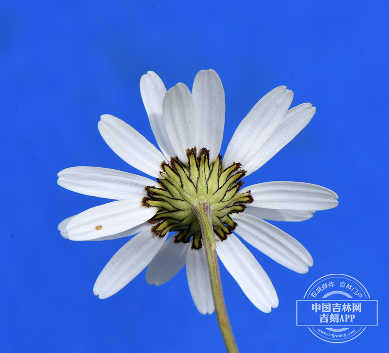 小滨菊花序（背）_副本.jpg