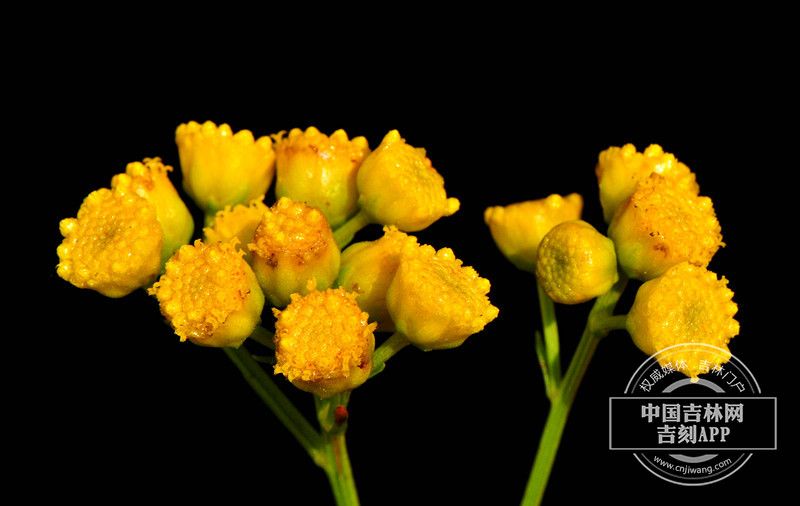 线叶蒿花序（橙黄色）_副本.jpg