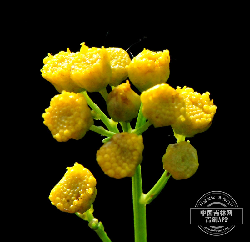 线叶菊花序（黄色）_副本.jpg