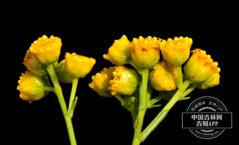 线叶菊花序（侧）_副本.jpg