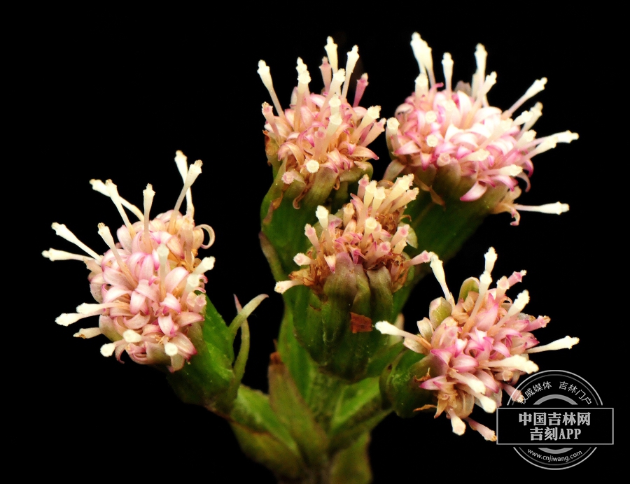 长白蜂斗菜雌花序（粉色）.jpg