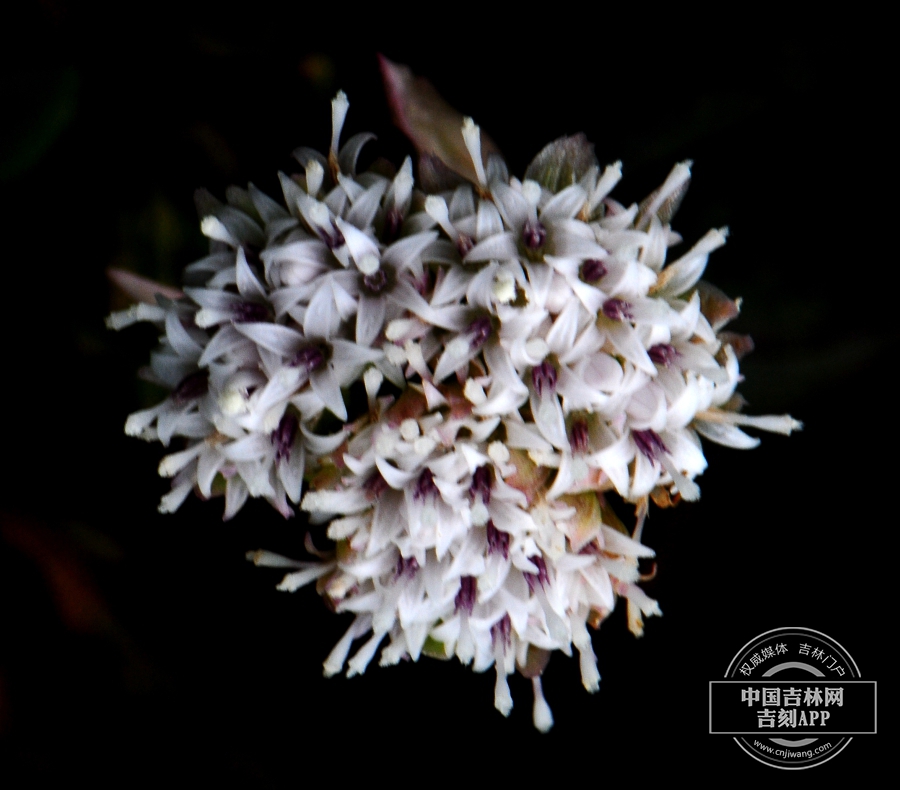 长白蜂斗菜雌花序.jpg