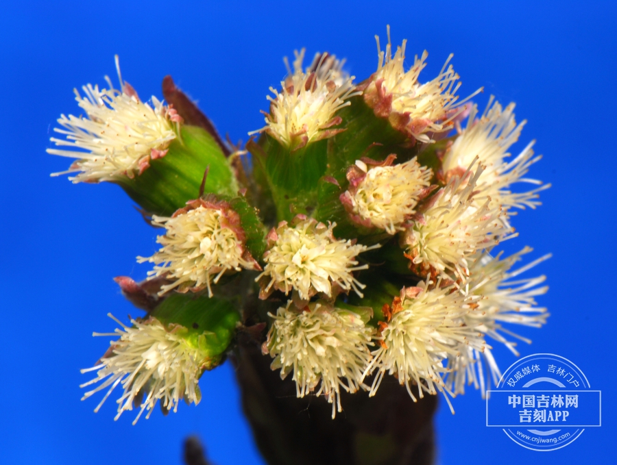 长白蜂斗菜雄花序.JPG