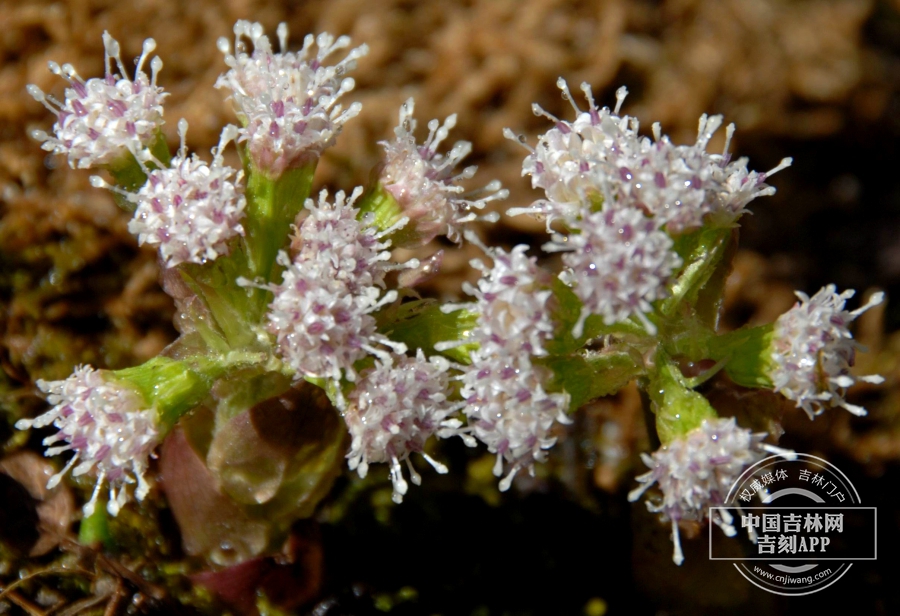 长白蜂斗菜植株（花期）1.JPG