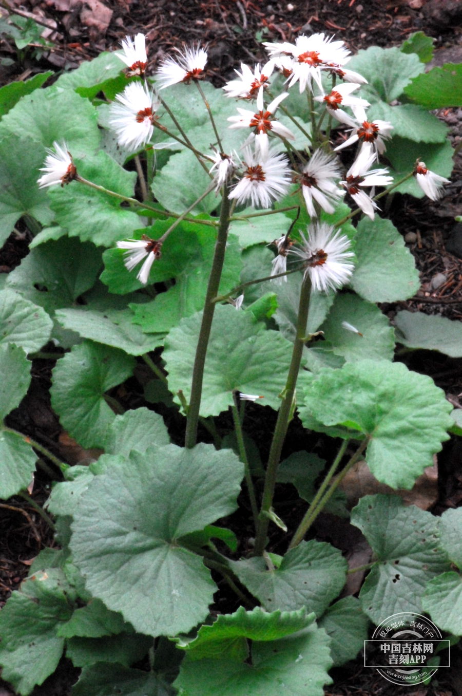长白蜂斗菜植株（果实期）.jpg