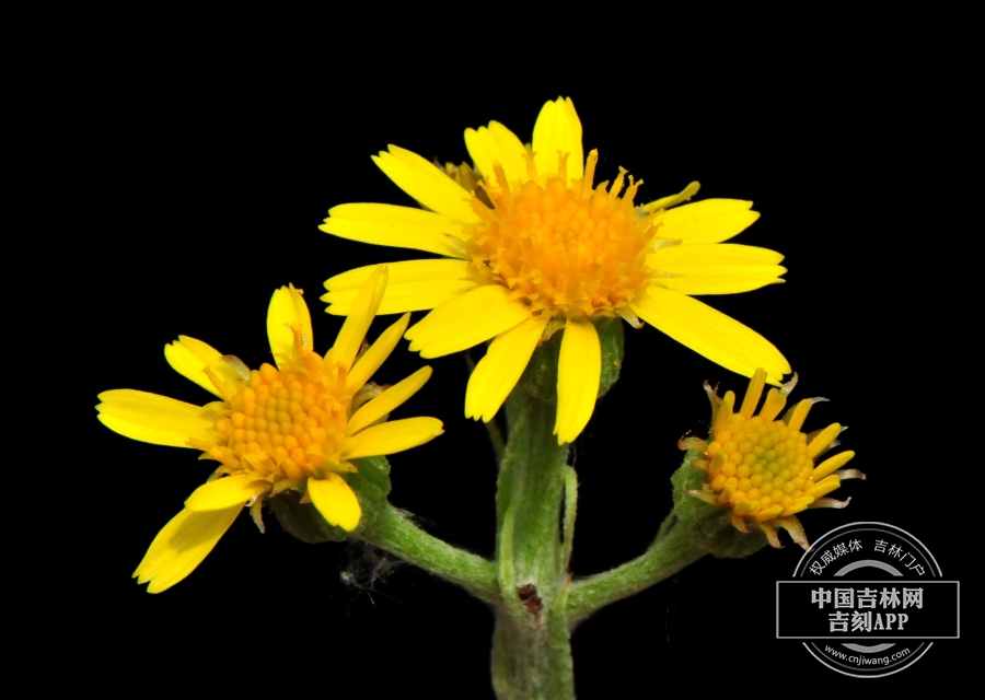 狗舌草花序（管状花橙色）.jpg