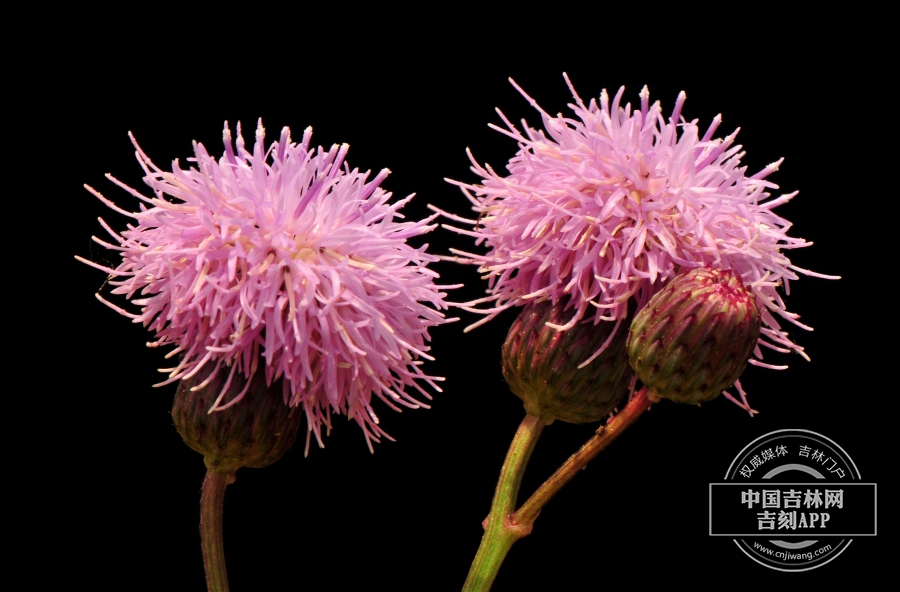 大刺儿菜花序 （侧，粉红色）.jpg