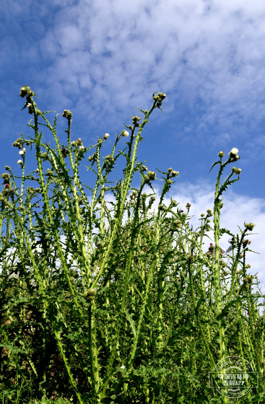 丝毛飞廉植株（花白色）.JPG