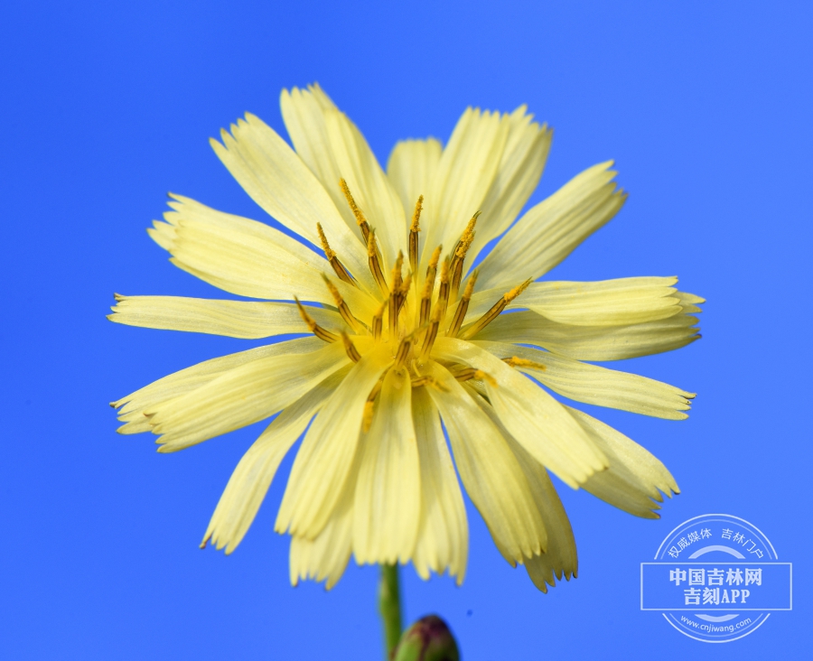 翅果菊花序（单花）.jpg