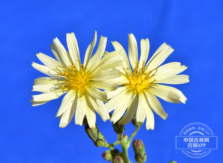 翅果菊花序（双花）.JPG