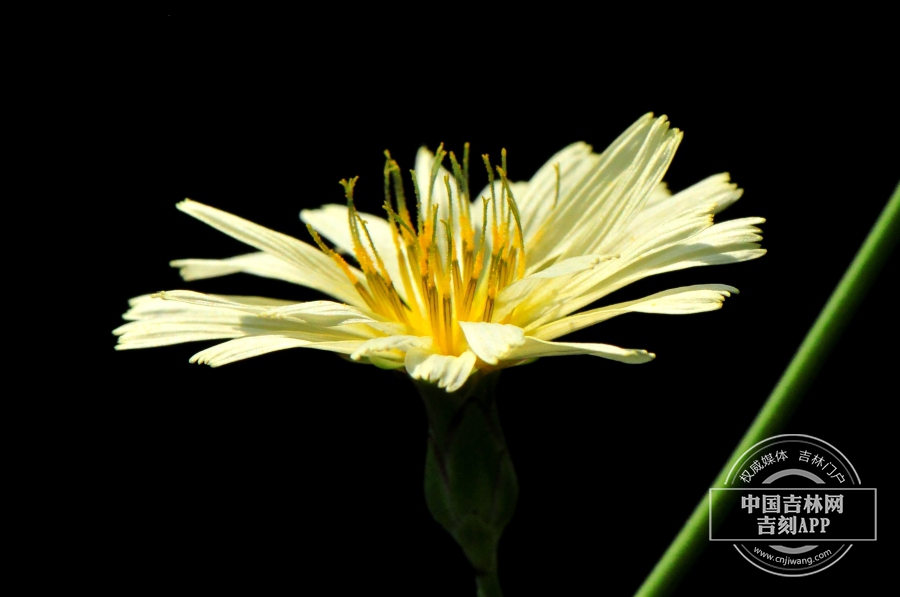 翅果菊花序（侧）.jpg
