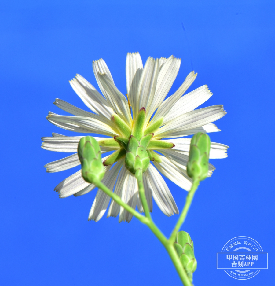翅果菊花序（背）.JPG