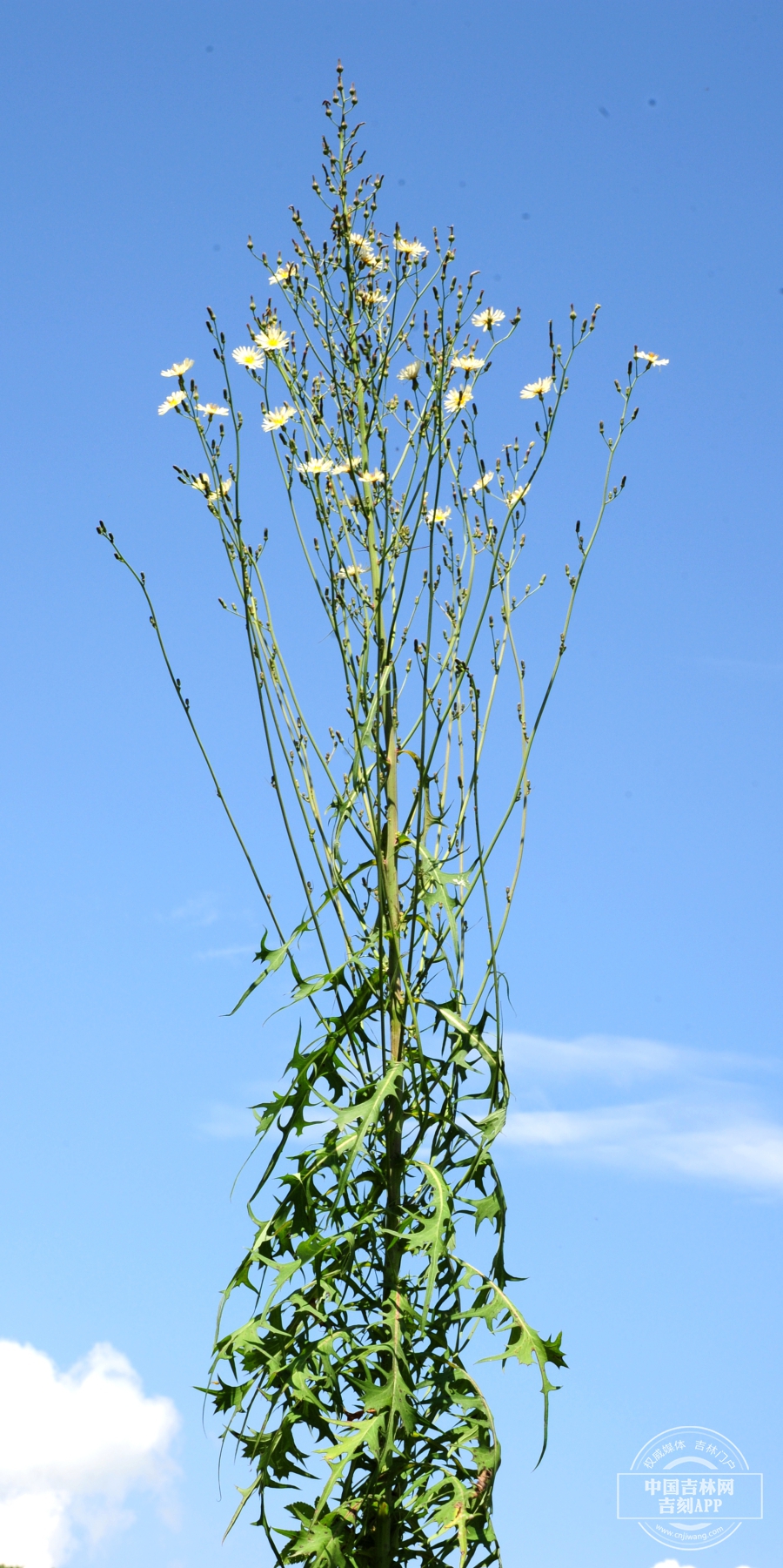 翅果菊植株.jpg
