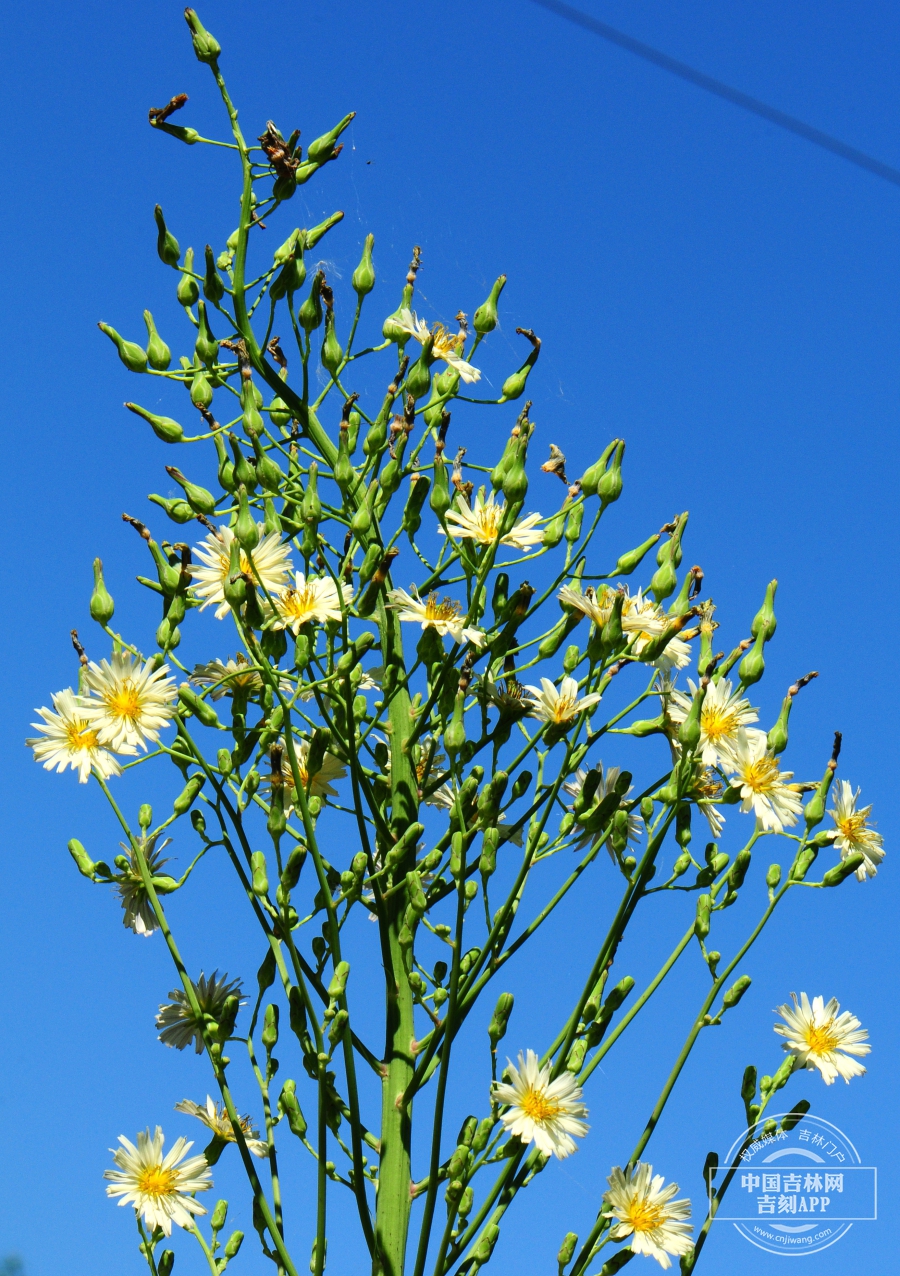 翅果菊总花序.jpg