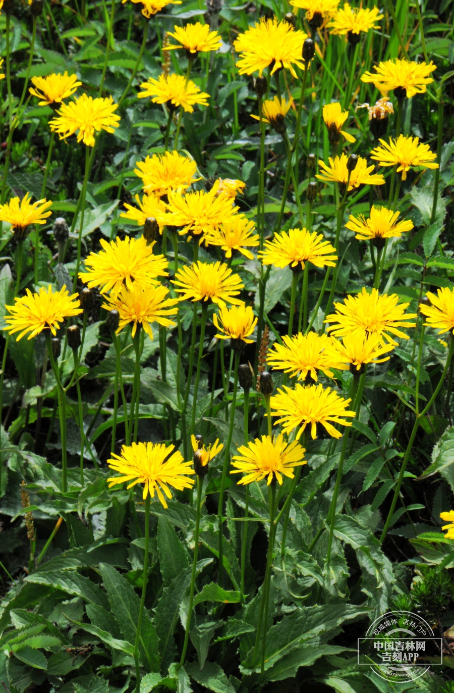宽叶山柳菊植株.jpg