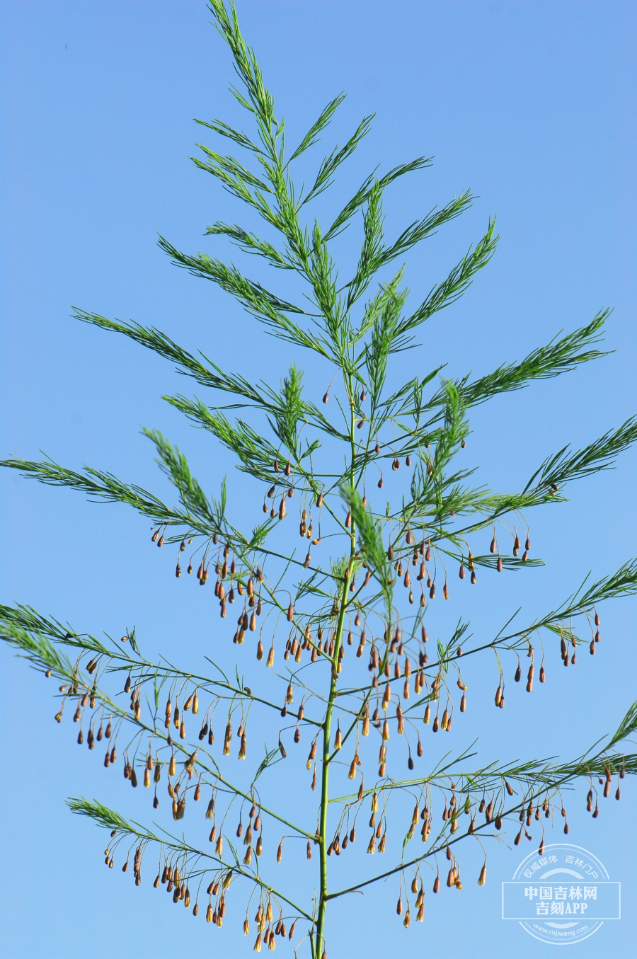 南玉带植株（花期）.JPG