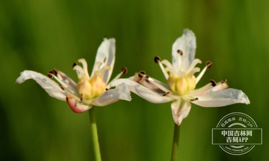 花蔺花（子房白色，侧）.jpg