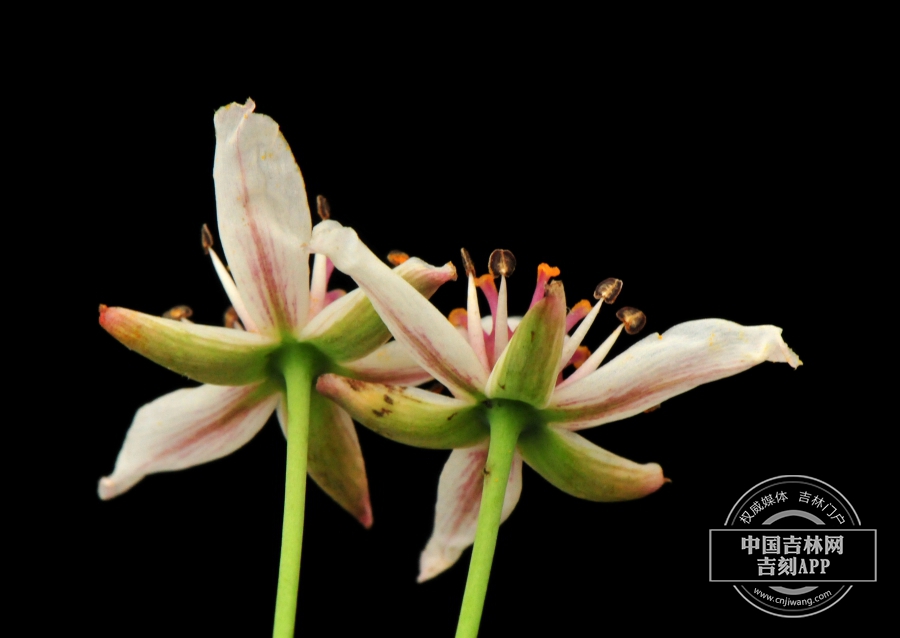 花蔺花（背）.jpg