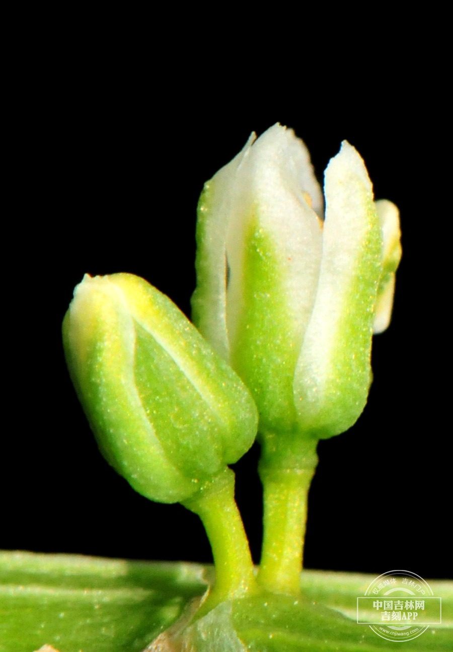 龙须菜花（侧）.jpg