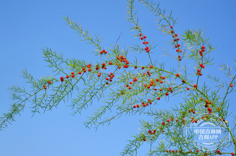 龙须菜冬植株.jpg