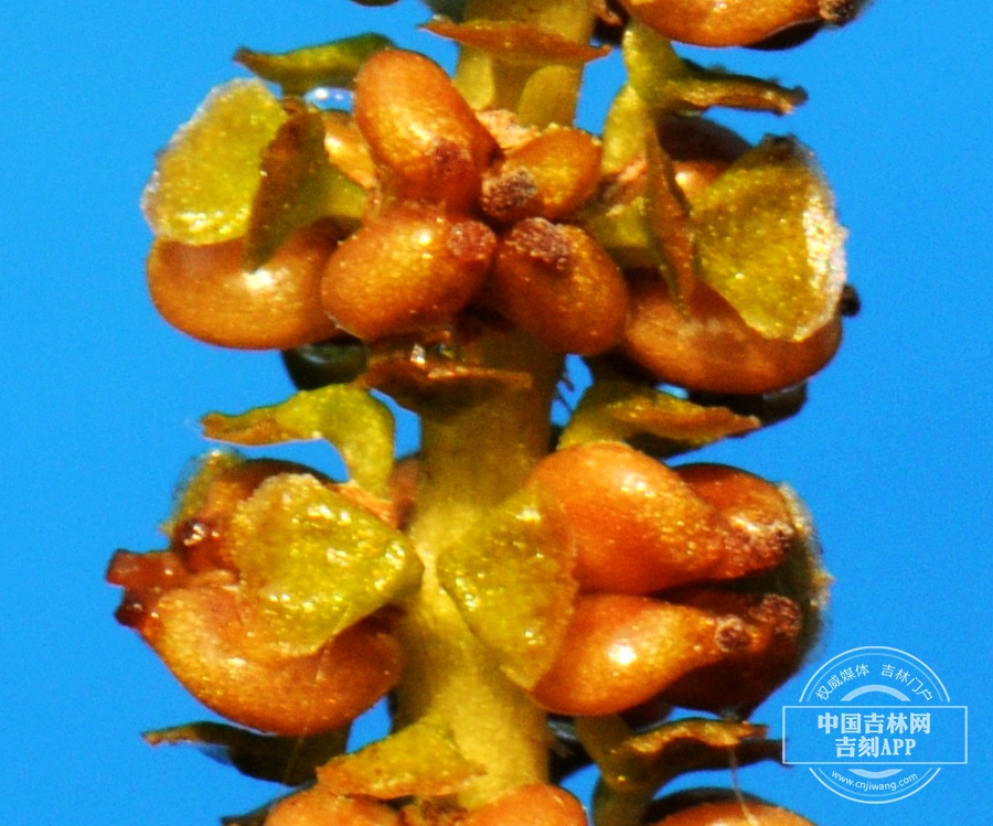 眼子菜花.jpg