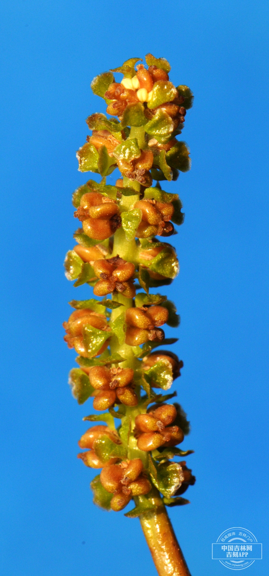 眼子菜花序.jpg