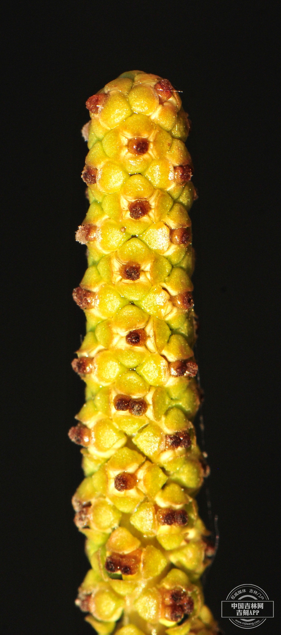眼子菜果穗.jpg