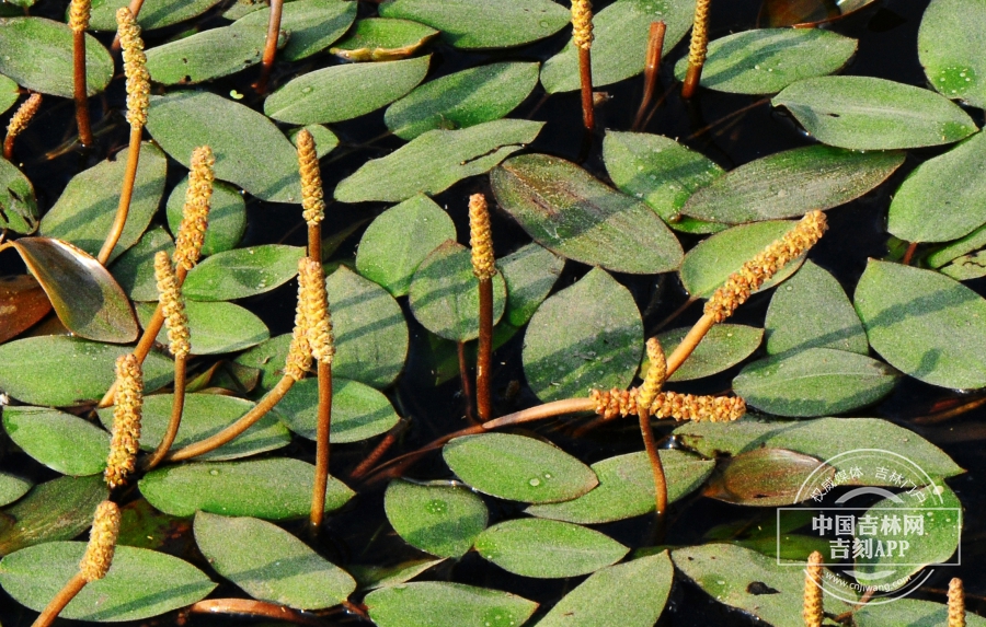 眼子菜植株.jpg