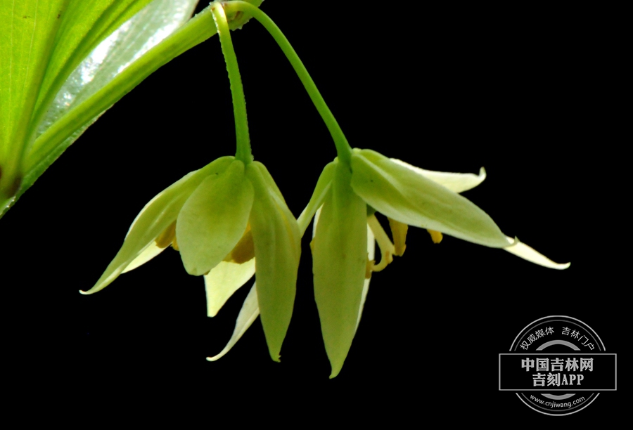 宝珠草花（侧）.jpg