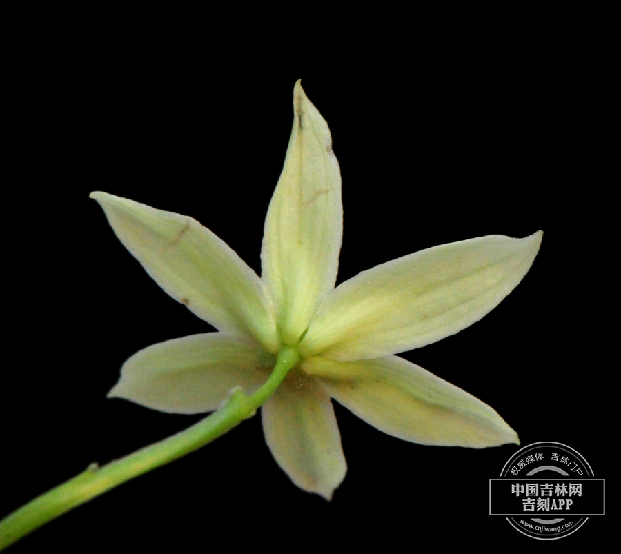 宝珠草花（背）.jpg